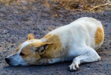 a dog lying on the ground