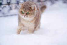 Cat On Snow Covered Ground