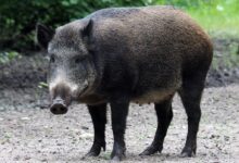 shallow focus photo of pig