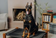 Big Dog on the Dog Bed in the Living Room