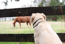 a dog looking at a horse through a fence