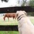 a dog looking at a horse through a fence