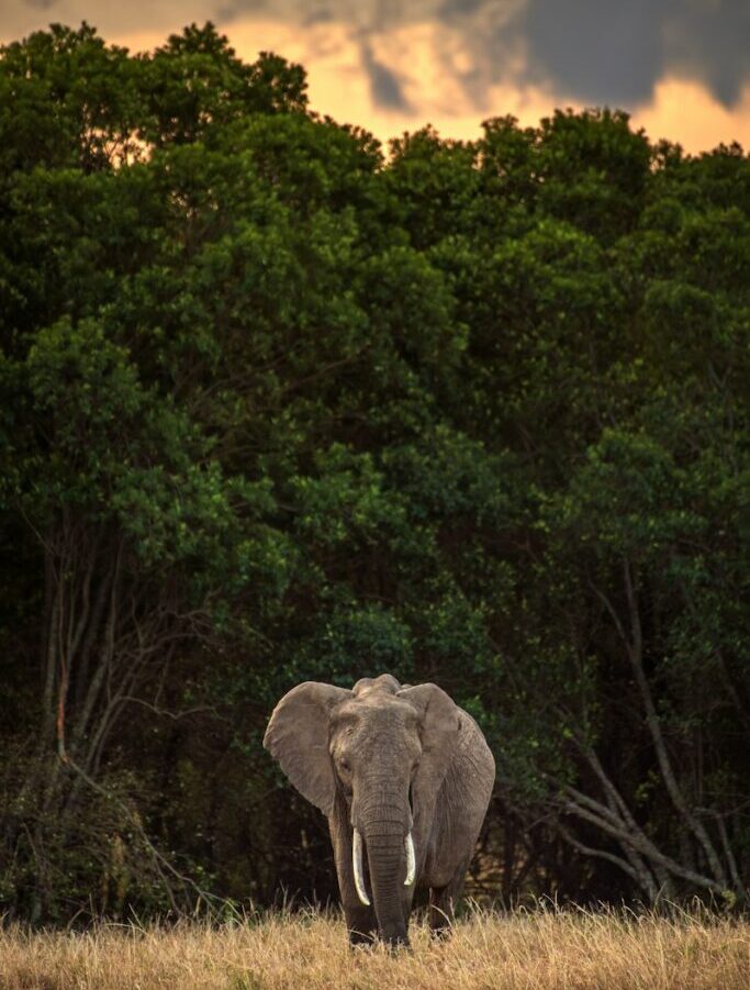 elephant standing on green grass field near green trees during daytime