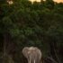elephant standing on green grass field near green trees during daytime