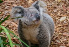 Adorable Koala Bear