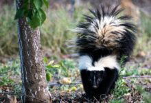 black and white animal on brown tree trunk during daytime