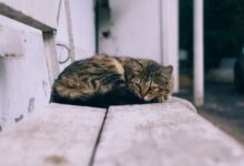 shallow focus photography of cat
