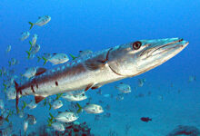 File:Great Barracuda off the Netherland Antilles.jpg