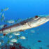 File:Great Barracuda off the Netherland Antilles.jpg