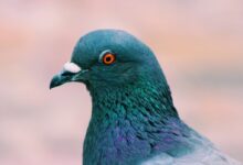 gray and blue pigeon on focus photography