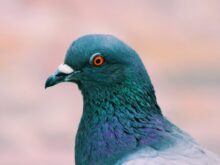 gray and blue pigeon on focus photography