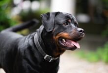 a dog with its mouth open