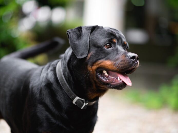 a dog with its mouth open