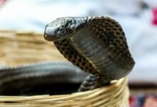 brown and black snake on brown wooden surface