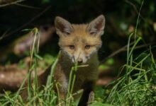 a fox in the grass