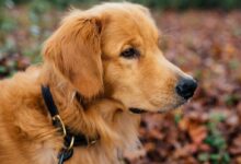 shallow focus photography of Golden retriever puppy