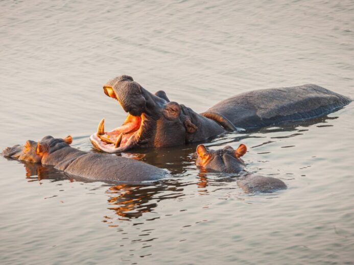 brown and black crocodile on water during daytime