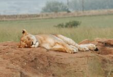 lioness laying on brown soil