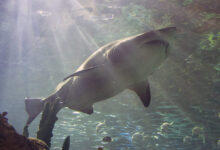 Sandbar Shark