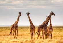 three giraffes on brown grass field during daytime