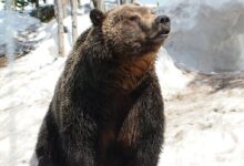 a large brown bear sitting on top of a snow covered ground