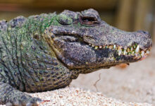 Lying crocodile
