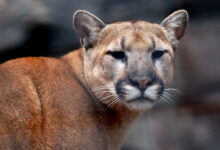 Mountain Lion