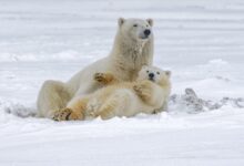polar bear on snow covered ground during daytime