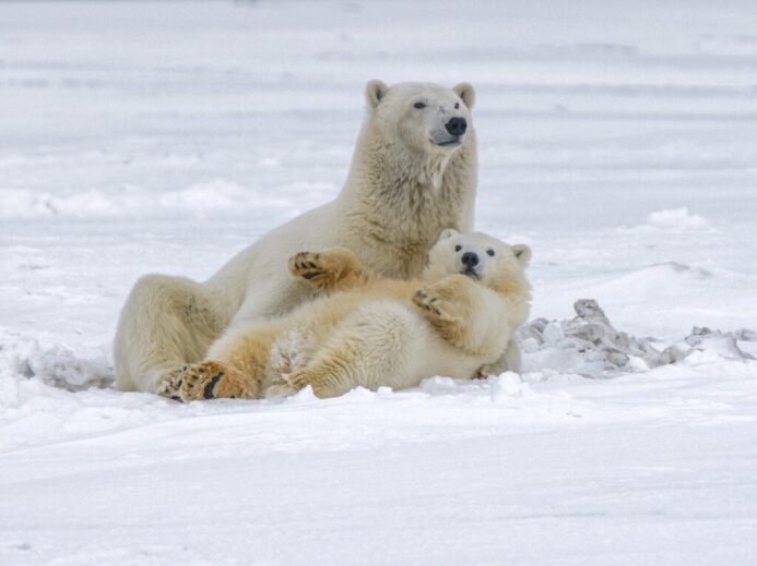 polar bear on snow covered ground during daytime