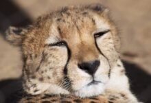 cheetah lying on brown ground during daytime