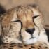 cheetah lying on brown ground during daytime