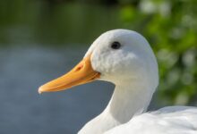 white duck