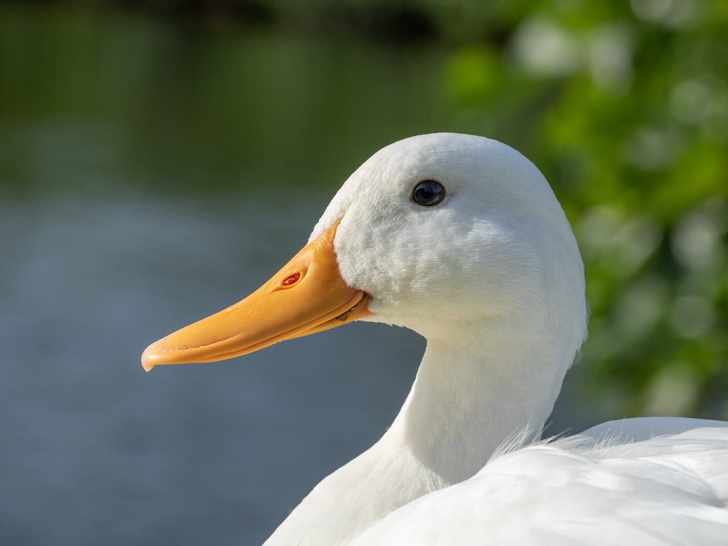 white duck