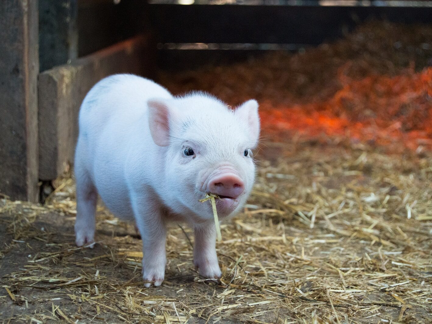 white piglet chewing hay