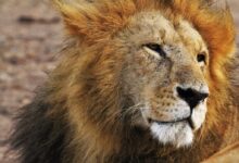 shallow focus photograph of Lion at the wildlife