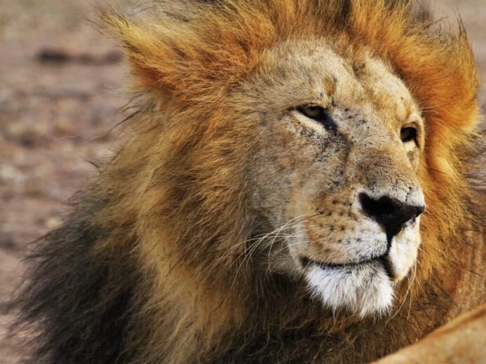 shallow focus photograph of Lion at the wildlife
