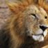 shallow focus photograph of Lion at the wildlife