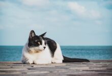 white and black cat