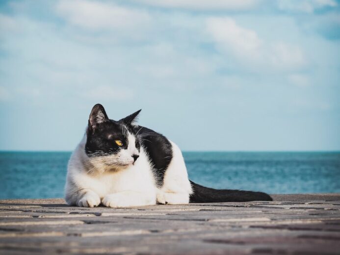 white and black cat