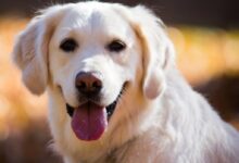 adult Labrador retriever