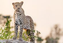 leopard on gray rock during daytime