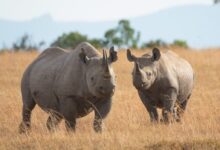 gray rhinoceros on brown grass field during daytime