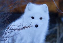 wildlife photography of snow fox