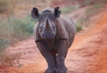 rhino walking beside green grass during daytime
