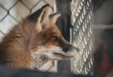 brown fox on black metal fence closeup photography