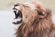 brown lion with white tongue out