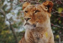 brown lioness in focus photography