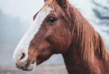 brown horse