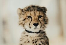 yellow and black cheetah