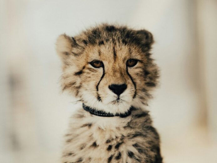 yellow and black cheetah